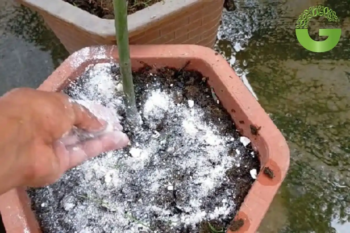 diệt cuốn chiếu bằng vôi bột