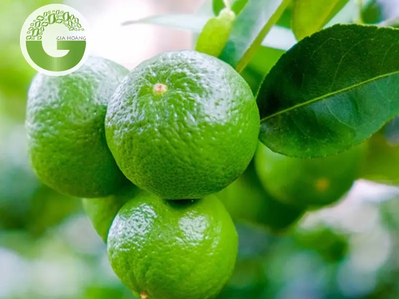 [Hướng Dẫn] Sử Dụng Axit Citric Trong Nông Nghiệp Đạt Hiệu Quả Cao