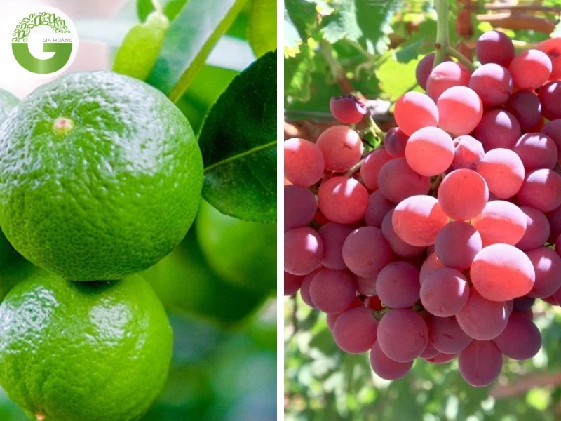 [So Sánh] Axit Citric với Axit Tartaric - Nên Sử Dụng Loại Nào?