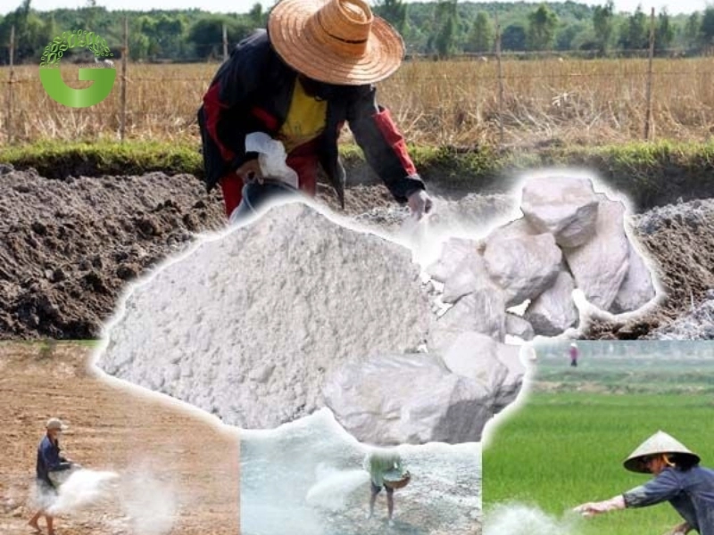 Xác định số lượng vôi bột cần mua