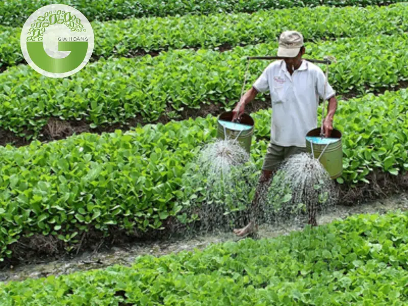 Hướng dẫn sử dụng axit citric trong nông nghiệp