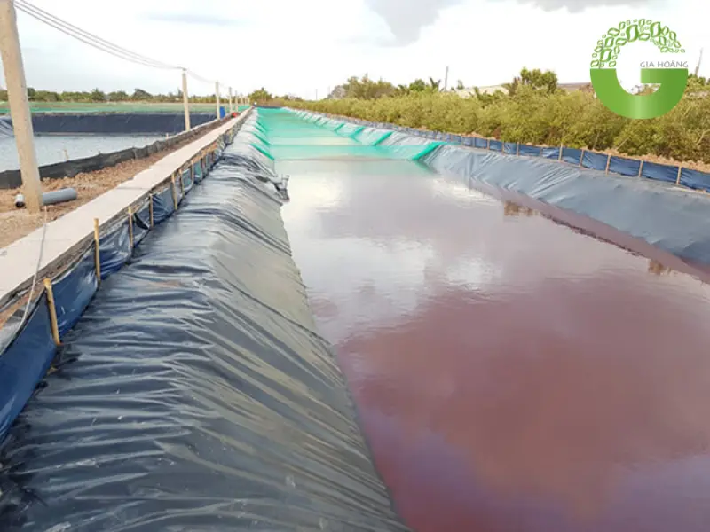 Thuốc tím có tác dụng gì trong thủy sản