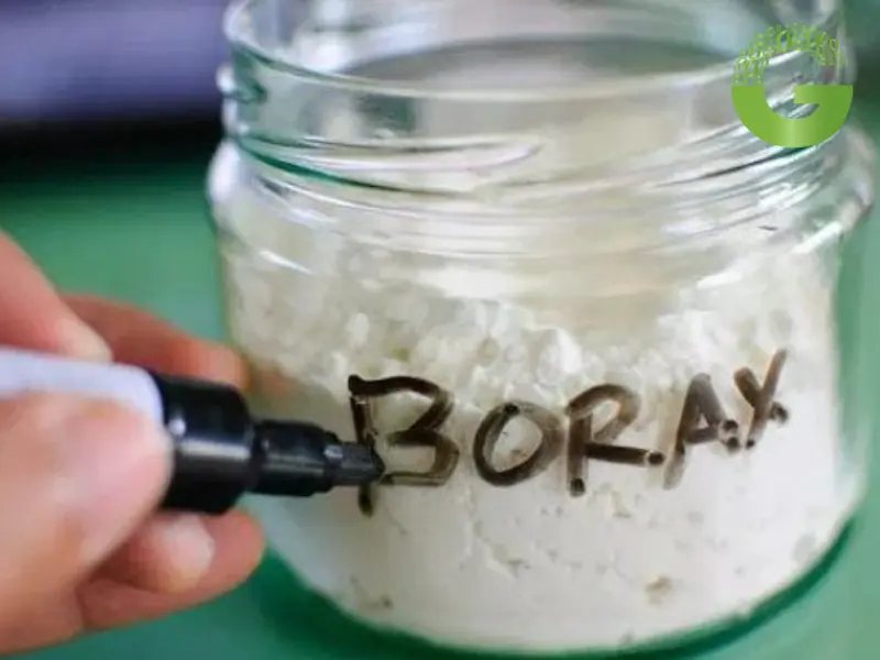 borax có độc không