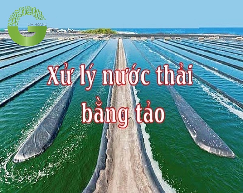 xu-ly-mau-nuoc-thai-bang-thuc-vat